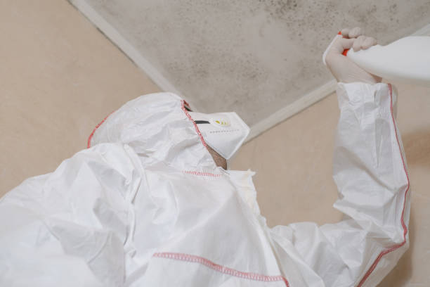Best Localized Mold Remediation (e.g., coastal areas, humid climates) in Cheboygan, MI