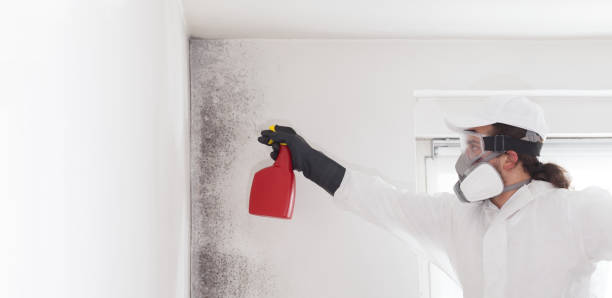 Best DIY Mold Remediation Support Services in Cheboygan, MI