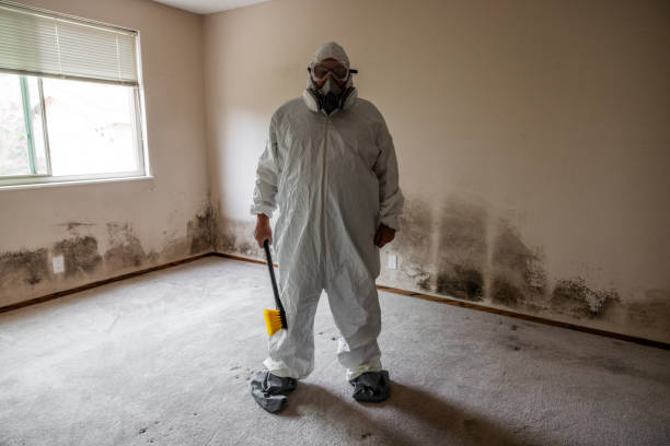 Best Post-Flood Mold Remediation in Cheboygan, MI