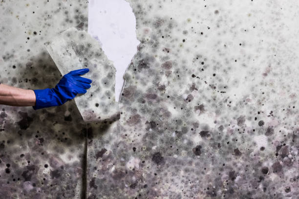 Best Mold Testing and Inspection Services in Cheboygan, MI