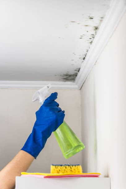 Best Emergency Mold Remediation in Cheboygan, MI